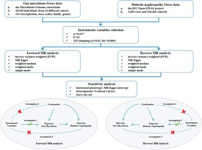 Association between gut microbiota and diabetic nephropathy: a mendelian randomization study